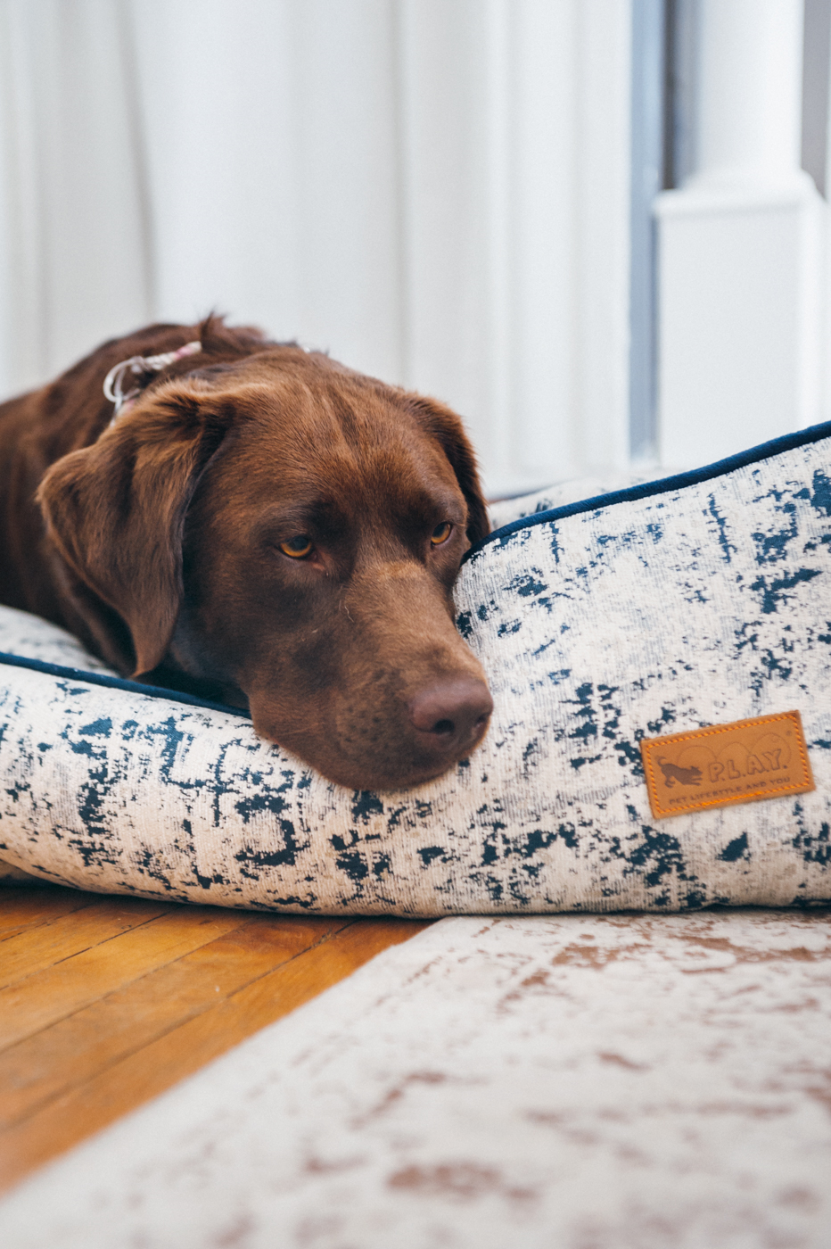 Lounge Dog Bed: Celestial Midnight Blue