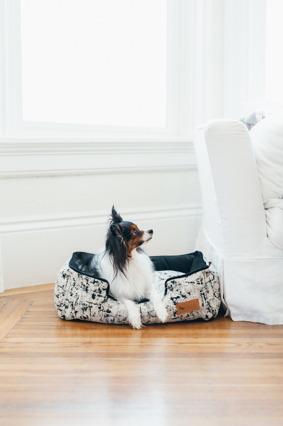 Lounge Dog Bed: Celestial Night Sky Black