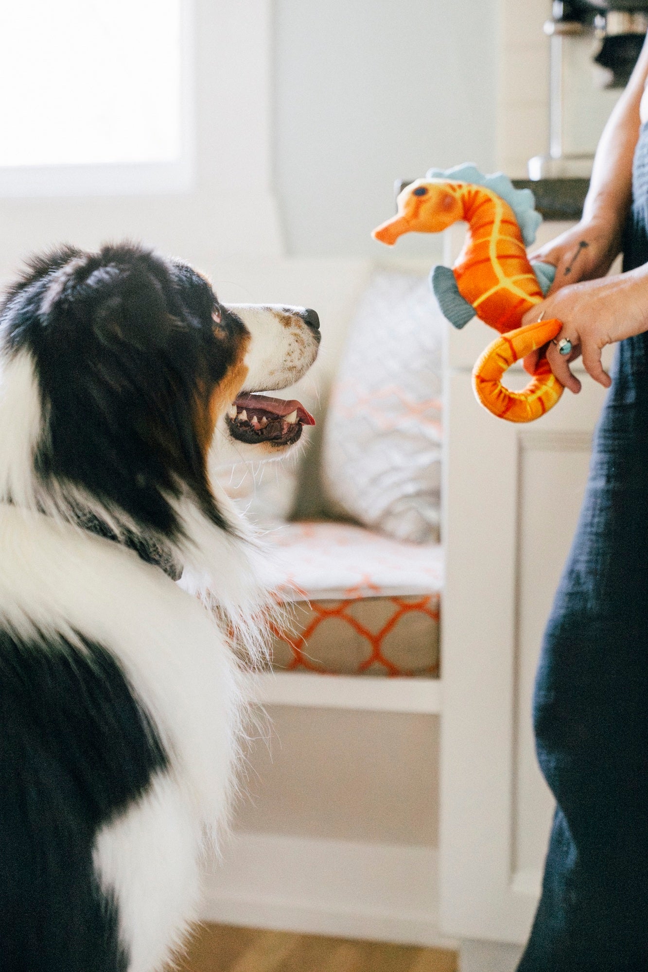 P.L.A.Y Ocean Buddies Squeaky Plush Dog Toy, Seahorse