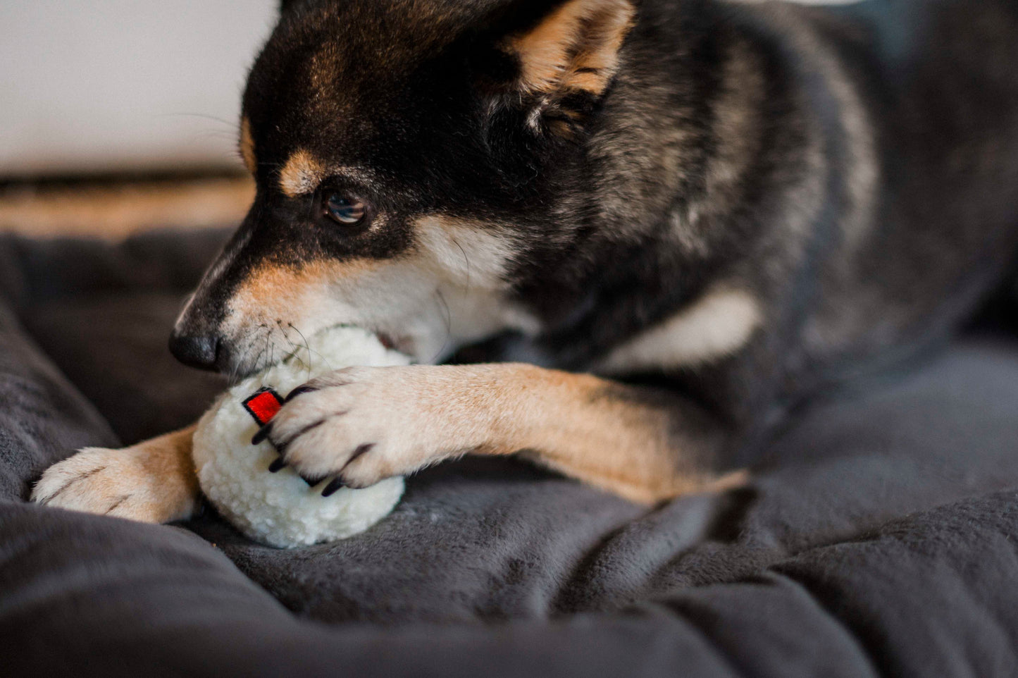 Chill Pad for Dogs and Cats: Anchor