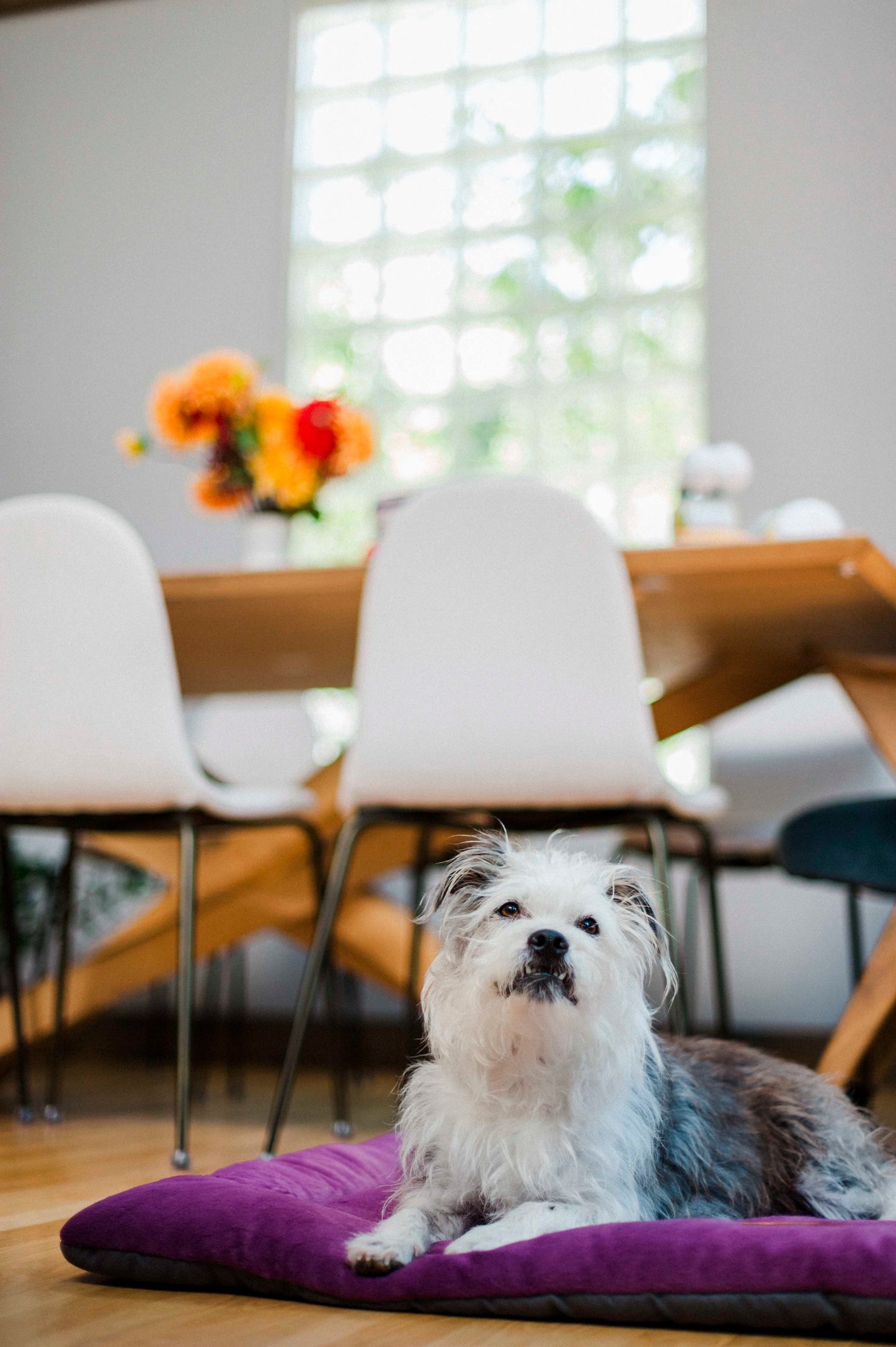 Chill Pad for Dogs and Cats: Plum