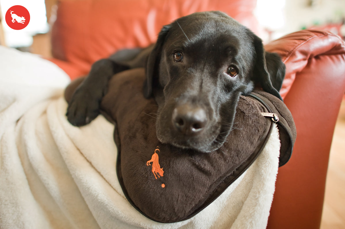 PLAY Big Bone Travel Cushion and Blanket for Dogs and Cats