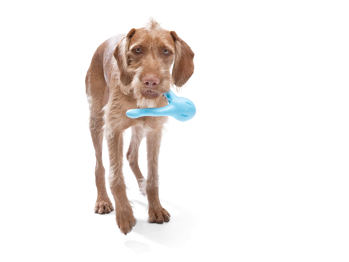 Toss and Fetch Interactive Treat Dispensing Dog toy, Zogoflex Tizzi