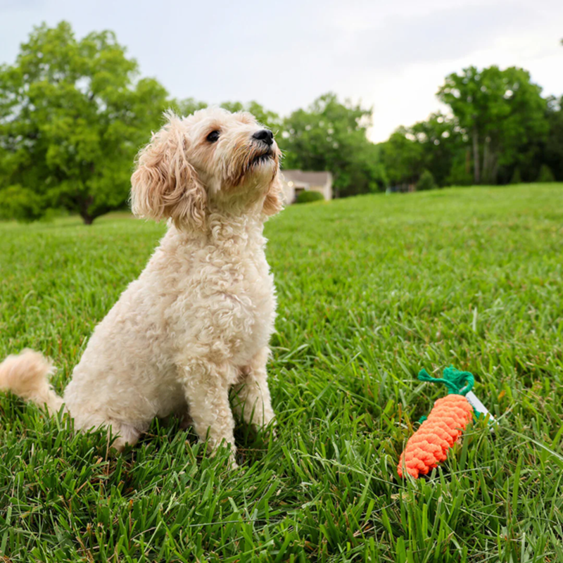 Knotty Interactive Upcycled Cotton Rope Dog Toy, Carrot