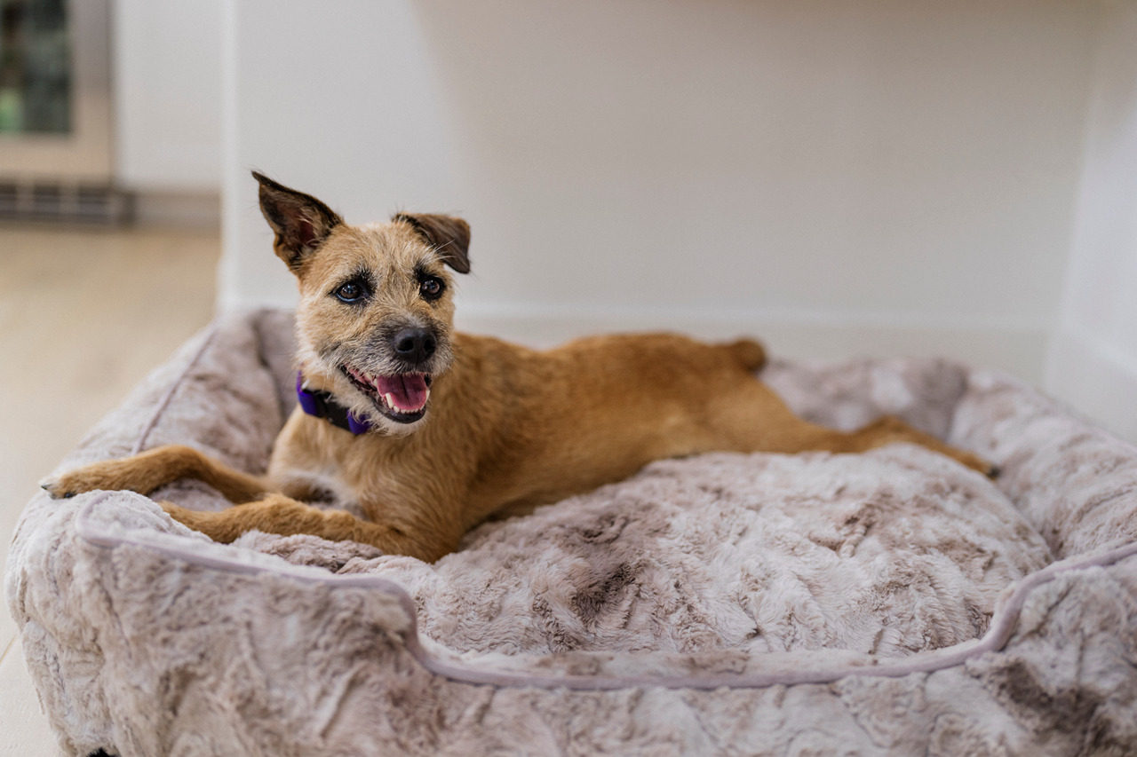 Lounge Dog Bed: Dreamland Frost Grey