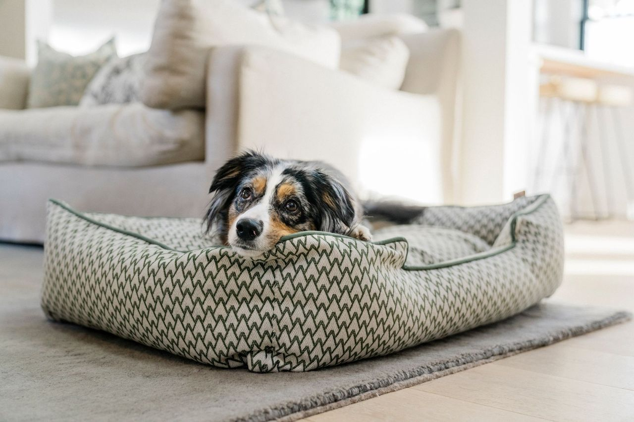 Lounge Dog Bed: Vineyard Olive Green