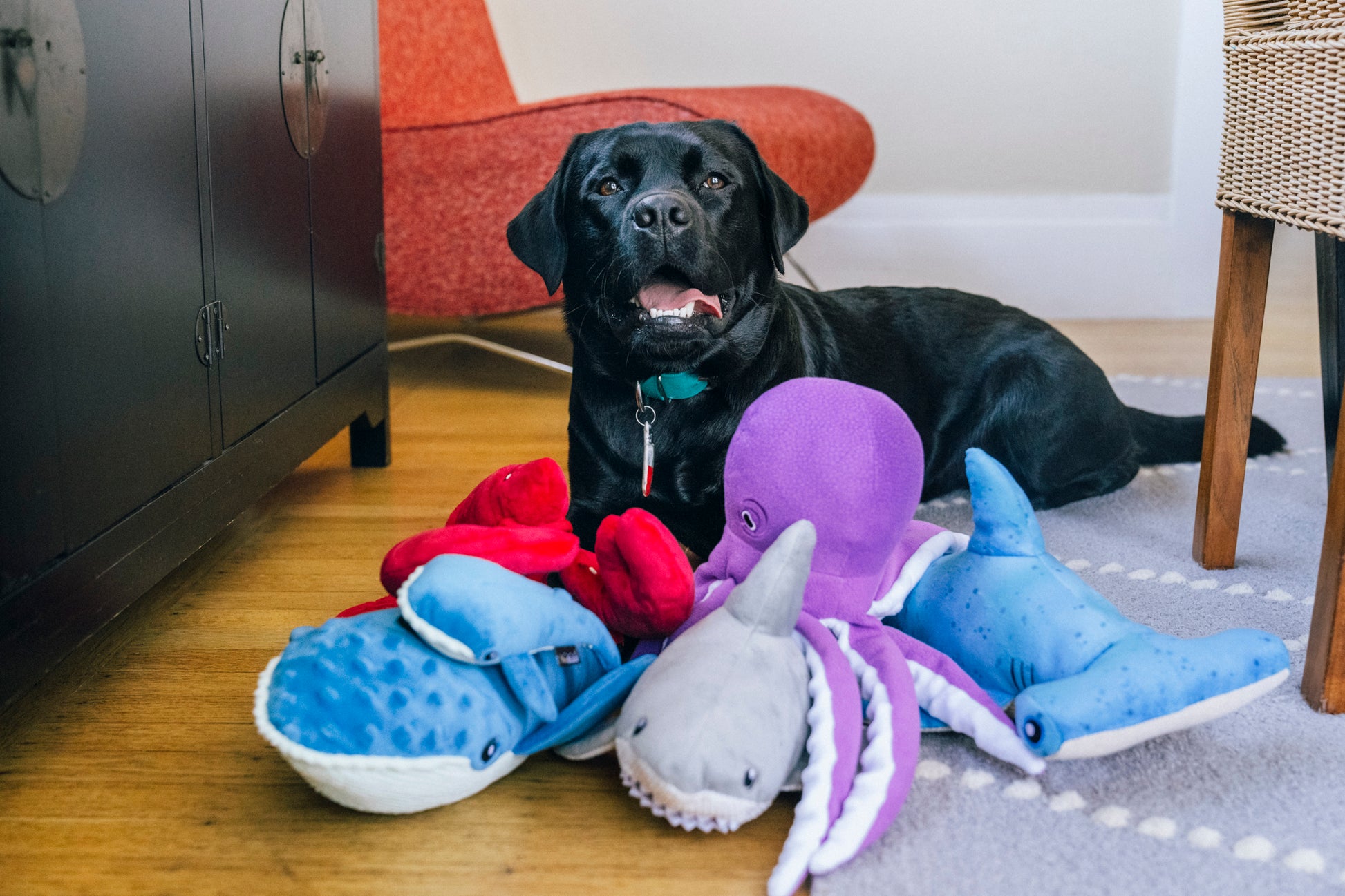 P.L.A.Y. Ocean Buddies  Interactive Squeaky & Crinkle Dog Toy