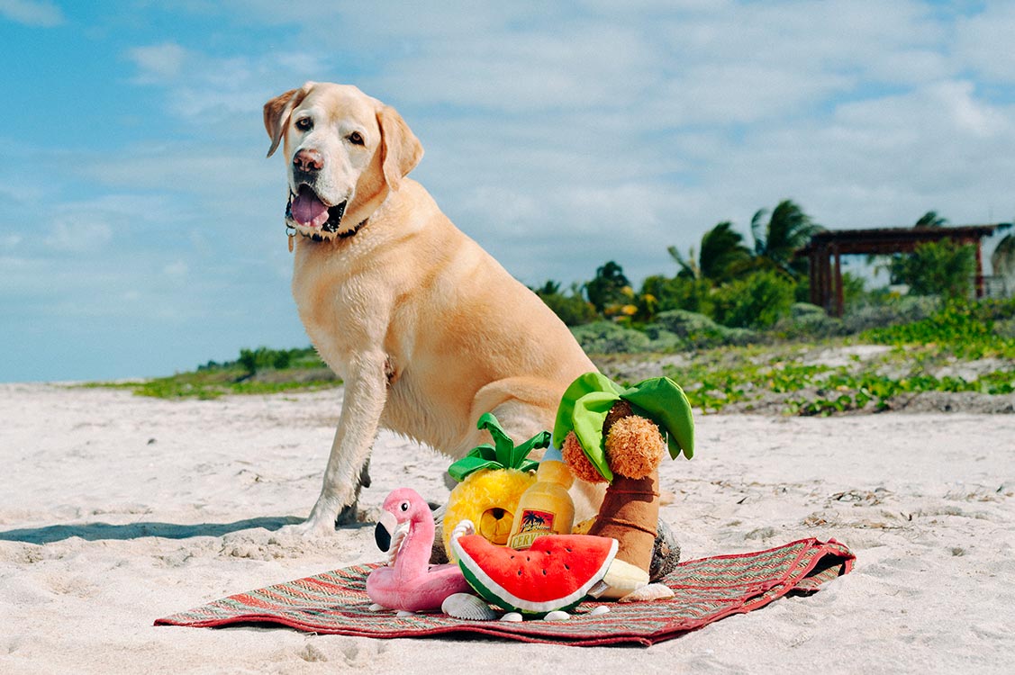 Tropical Paradise Squeaky Plush Dog toys, Flamingo Float