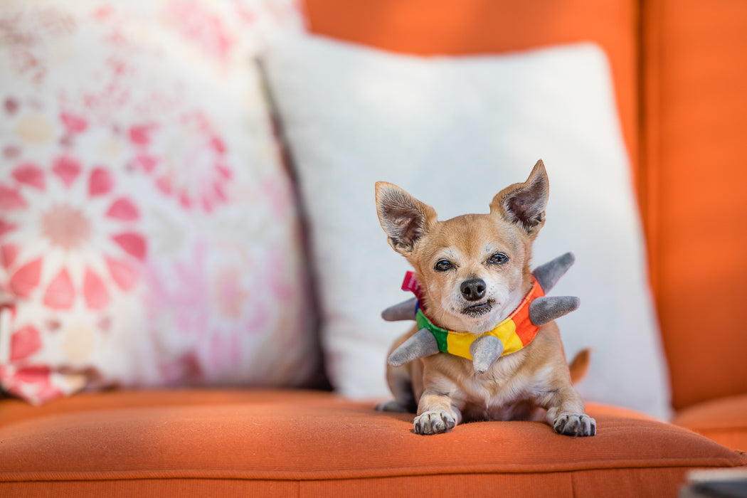 PLAY Biff the Dog SPIKED plush collar