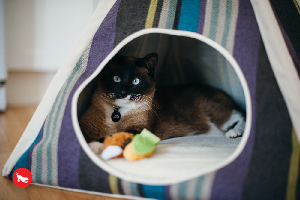 PLAY Feline Frenzy Catnip Toy Purrfect Picnic