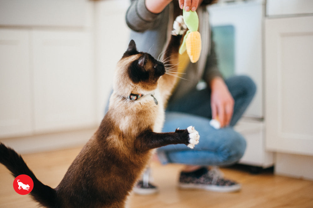 PLAY Feline Frenzy Catnip Toy Purrfect Picnic