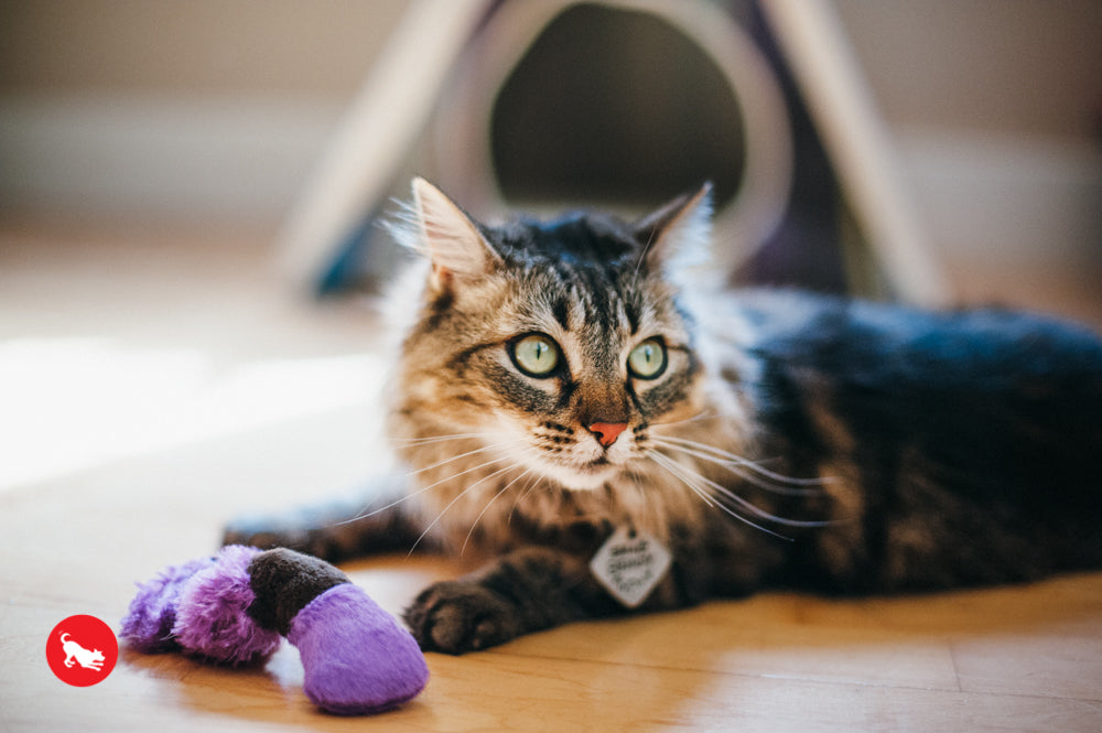 PLAY Feline Frenzy Catnip Toy Wiggly Wormies