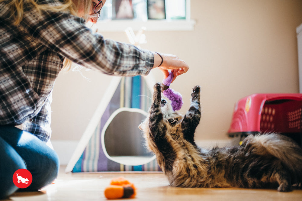 PLAY Feline Frenzy Catnip Toy Wiggly Wormies