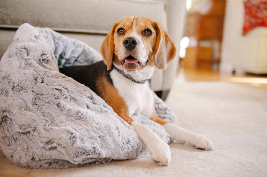Snuggle Beds for Dogs and Cats Husky Grey