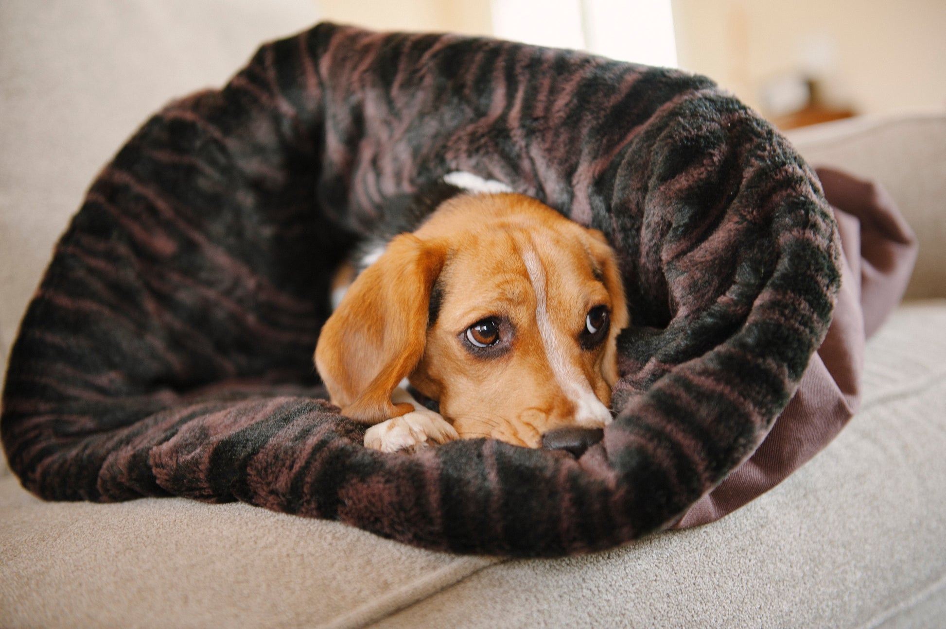 PLAY Snuggle Bed Truffle Brown for Dogs and Cats