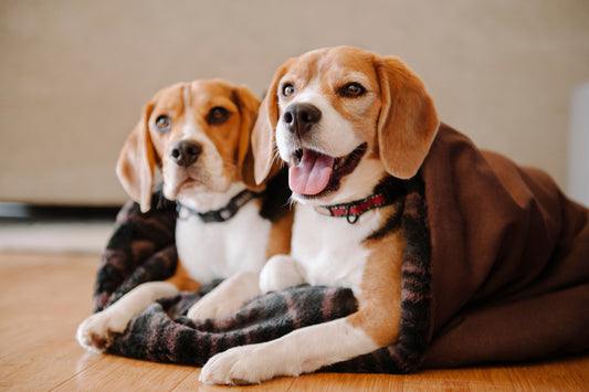 PLAY Snuggle Bed Truffle Brown for Dogs and Cats